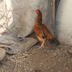 Quality Aseel hen for sale