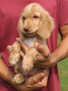 British Cocker Spaniels (14th August,2024 born)