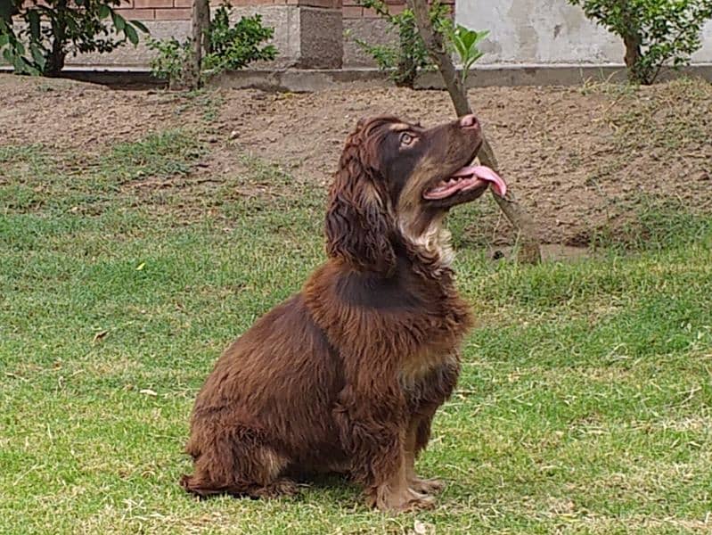 British Cocker Spaniels Pair (8th Nov, 2022 born) 3