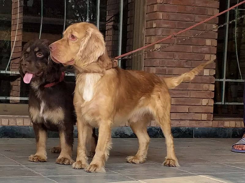 British Cocker Spaniels Pair (8th Nov, 2022 born) 9