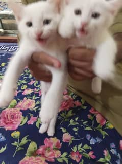 white Persian male kitten