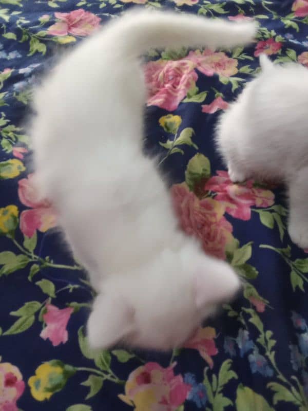 white Persian male kitten 2