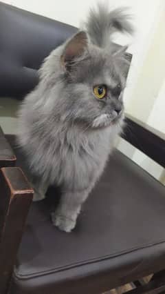 Persian cat Gray colour