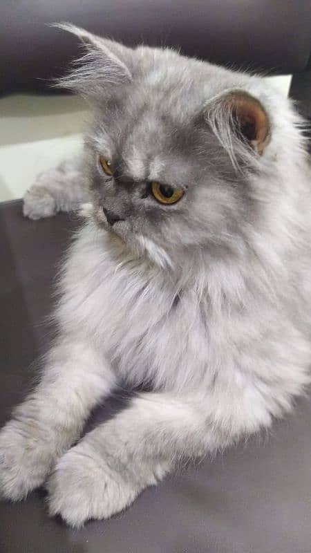 Persian cat Gray colour 1