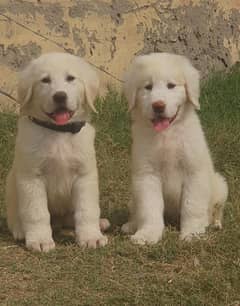 Bakarwal puppies pair full security dogs havey bone for sale 0