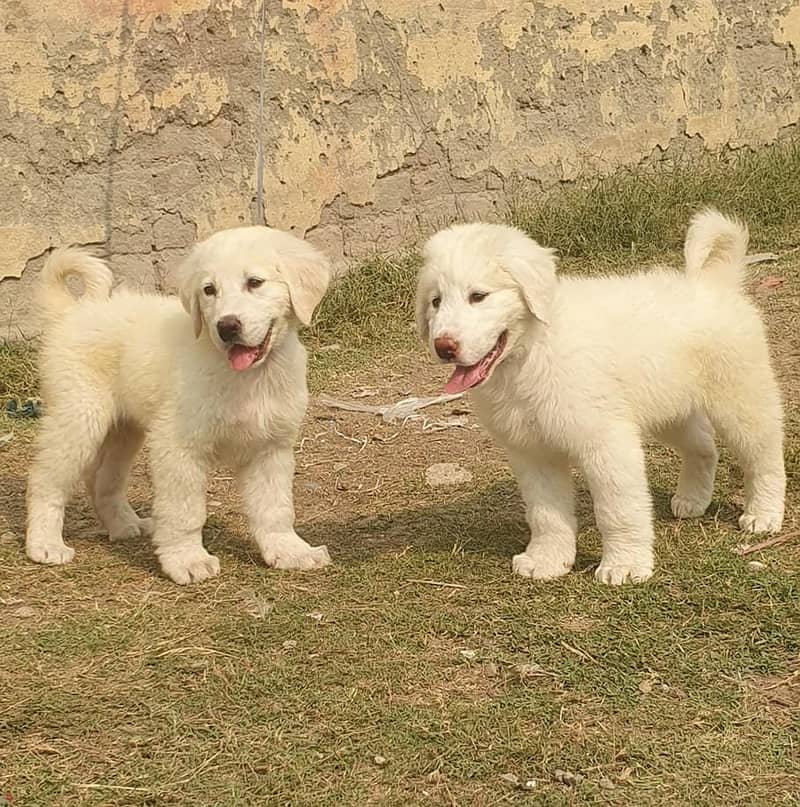 Bakarwal puppies pair full security dogs havey bone for sale 1