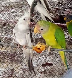 Plum Headed & Pied Cockatiel