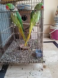 parrot pair for sale age 3 year