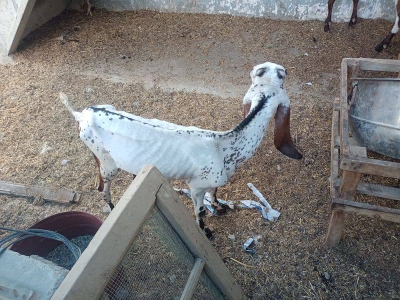 Bakri for Sale 2