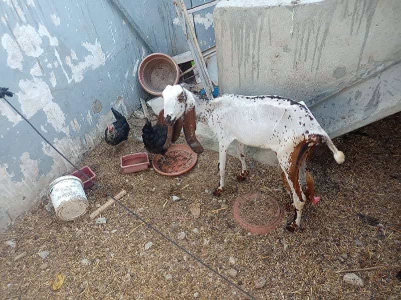 Bakri for Sale 3