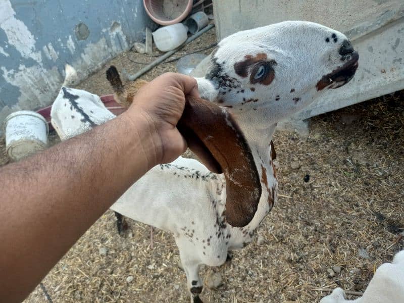 Bakri for Sale 4