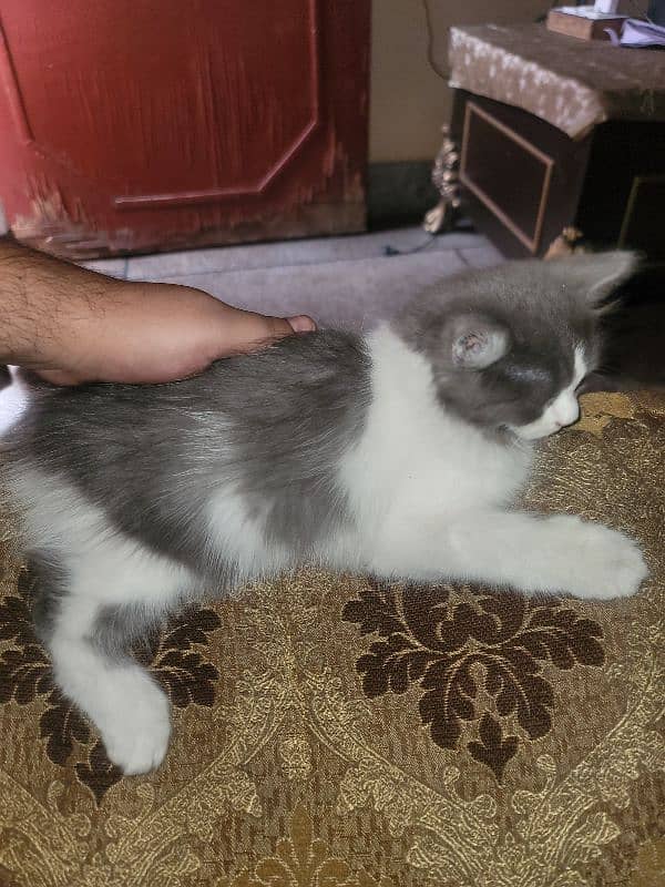 persian cat baby 2