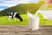 Cow milk is available 0