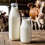 Cow milk is available 1