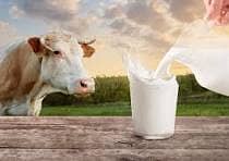 Cow milk is available 2