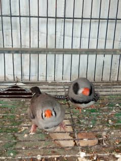 Zebra Finches Breeder Pair