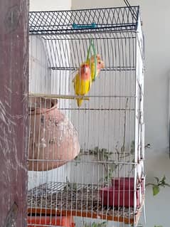 Lotino Love Birds 3 Pairs With 2 Cages 0