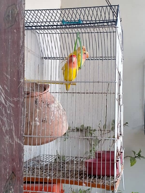 Lotino Love Birds 3 Pairs With 2 Cages 0