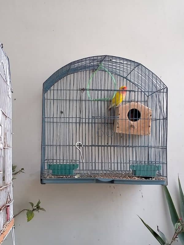 Lotino Love Birds 3 Pairs With 2 Cages 1