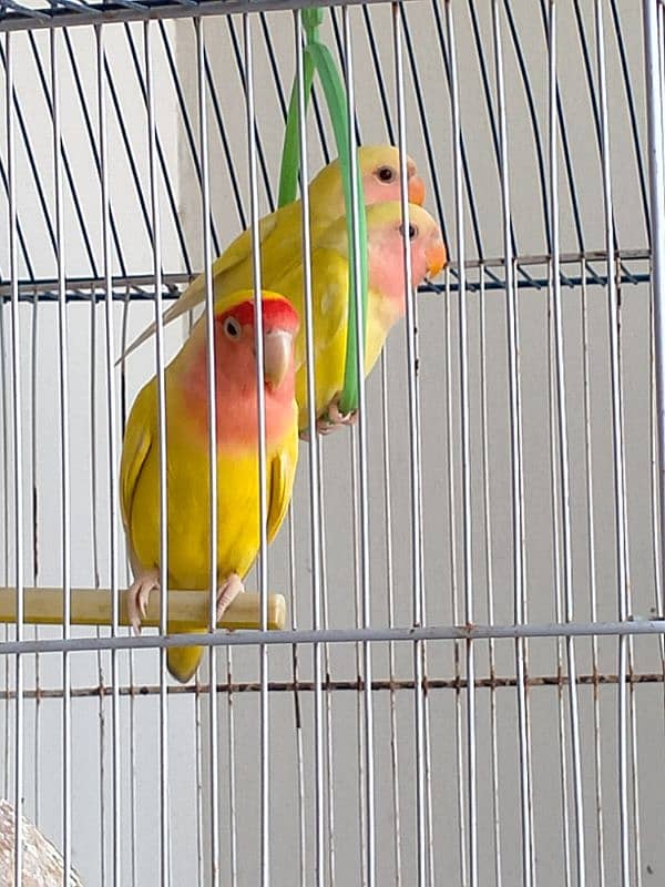 Lotino Love Birds 3 Pairs With 2 Cages 2