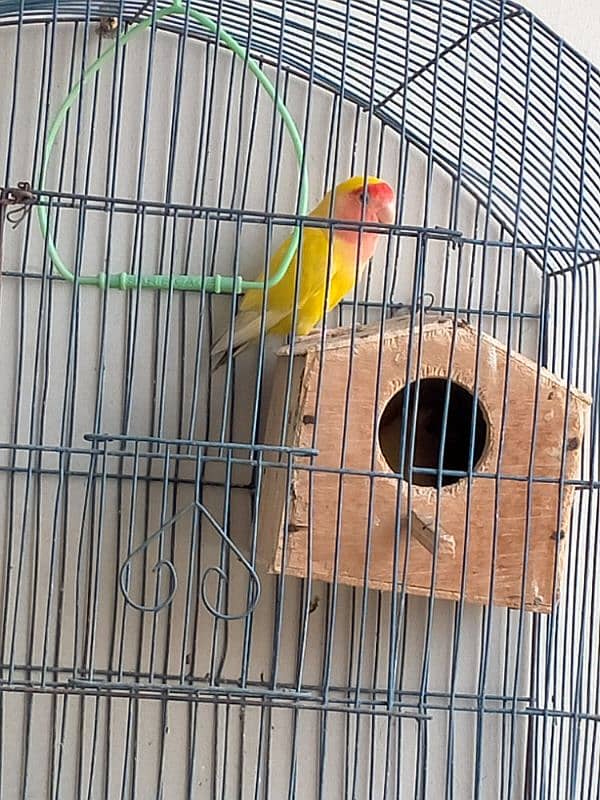 Lotino Love Birds 3 Pairs With 2 Cages 3