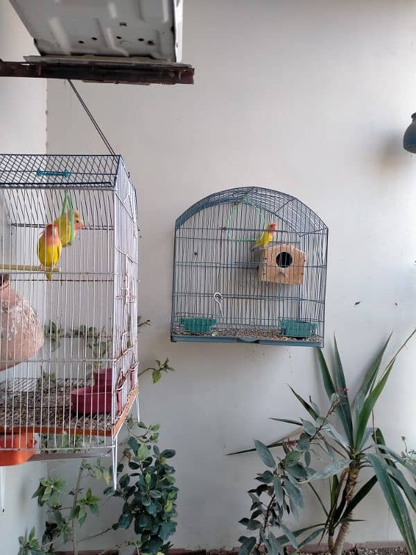 Lotino Love Birds 3 Pairs With 2 Cages 4