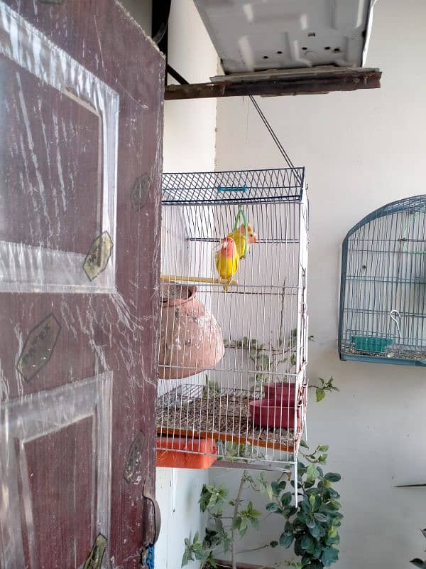 Lotino Love Birds 3 Pairs With 2 Cages 5