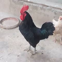 Australorp 0