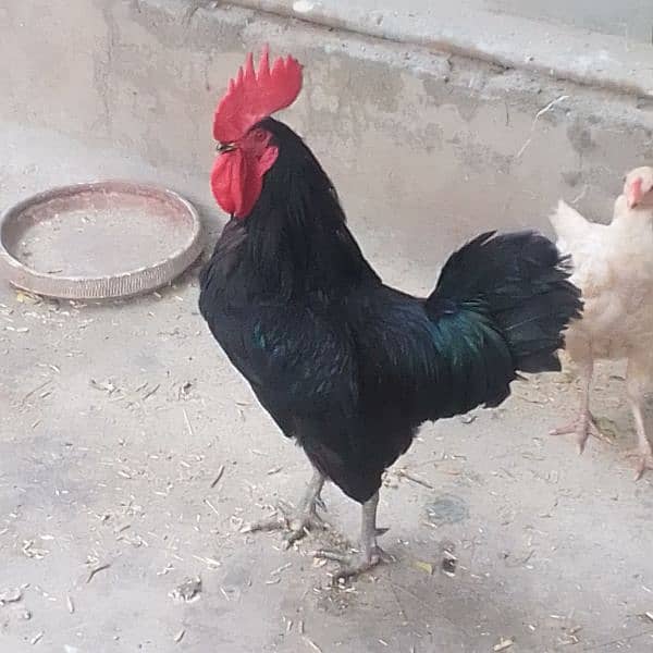 Australorp 0