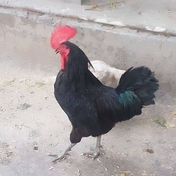 Australorp 1