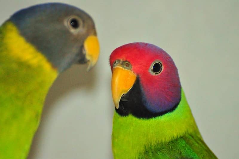 plum head parrot / coctail / green parrot / eno 0