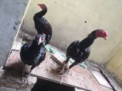 Aseel pair sale 0