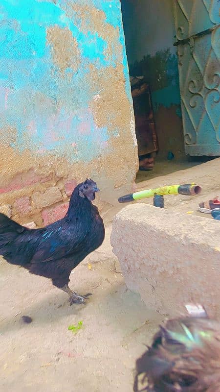 3OOO ayam cemani gree zeban me hai 0