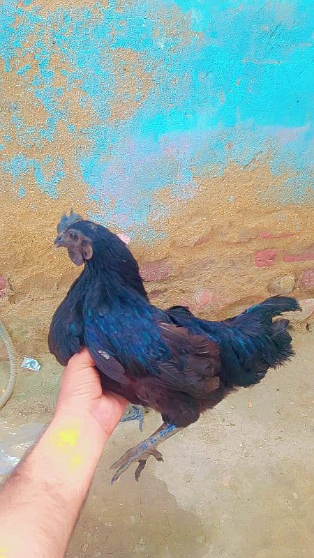 3OOO ayam cemani gree zeban me hai 1