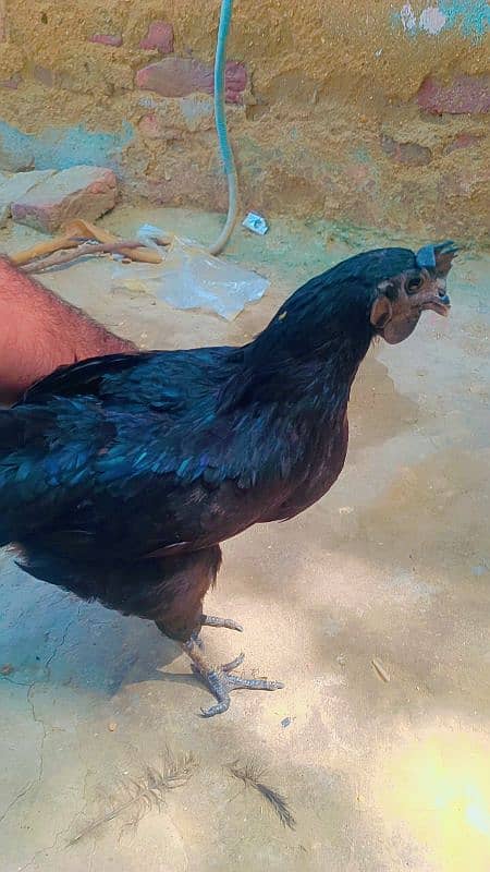 3OOO ayam cemani gree zeban me hai 2