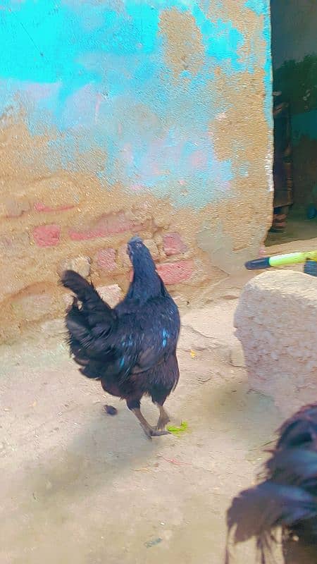 3OOO ayam cemani gree zeban me hai 3