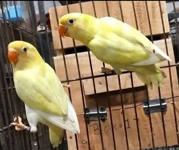 Harmas Pŕɩŋcɘ