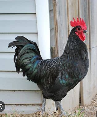 Australorp Male A+ Quality 0