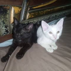 Russian cat Pair available Black white Lahor03286407674 0