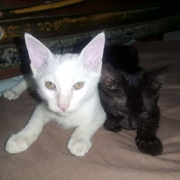 Russian cat Pair available Black white Lahor03286407674 1