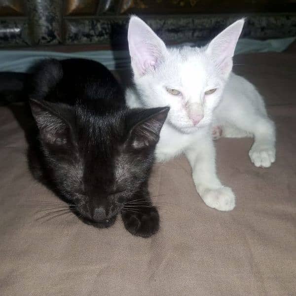 Russian cat Pair available Black white Lahor03286407674 2