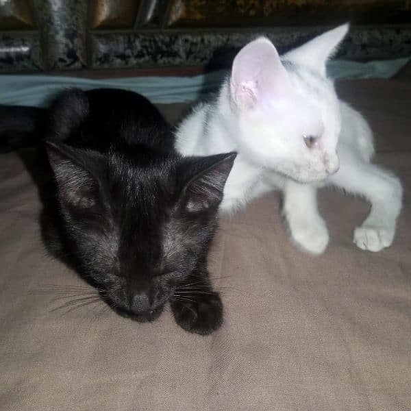 Russian cat Pair available Black white Lahor03286407674 3