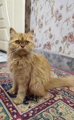 "Beautiful Persian Punch Face for Sale 0