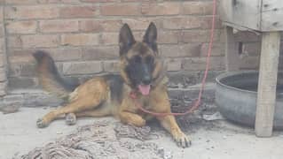 german shepherd female 0