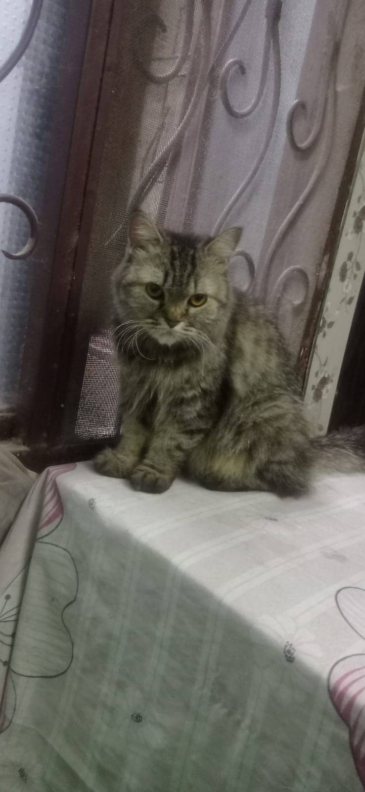 cat for sale / persian kitten / punch face cat / Double coated kitten 7