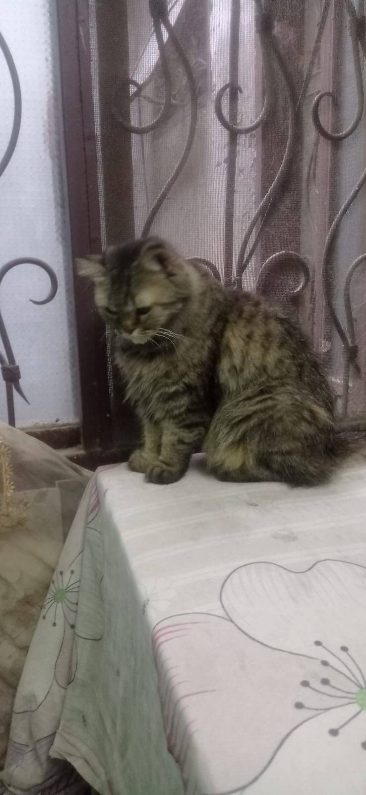 cat for sale / persian kitten / punch face cat / Double coated kitten 5