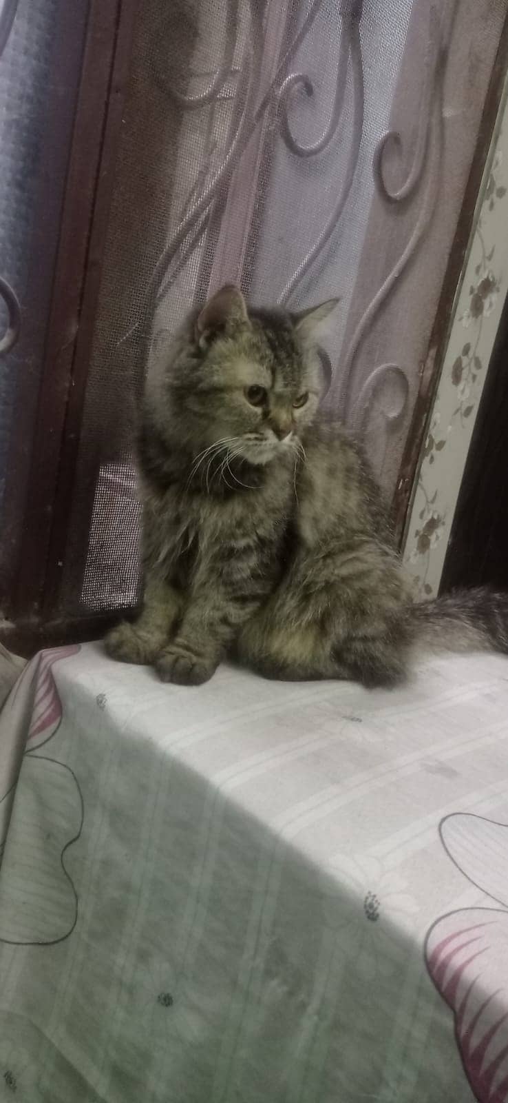 cat for sale / persian kitten / punch face cat / Double coated kitten 3