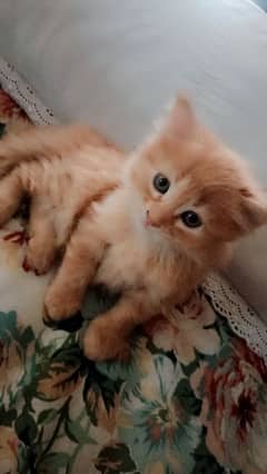 Persian female kitten