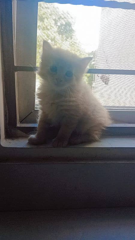 Persian female kitten 1