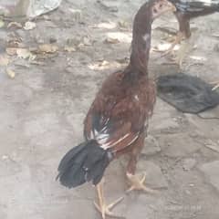 aseel hen and aseel murgs for sale 03036308392 0